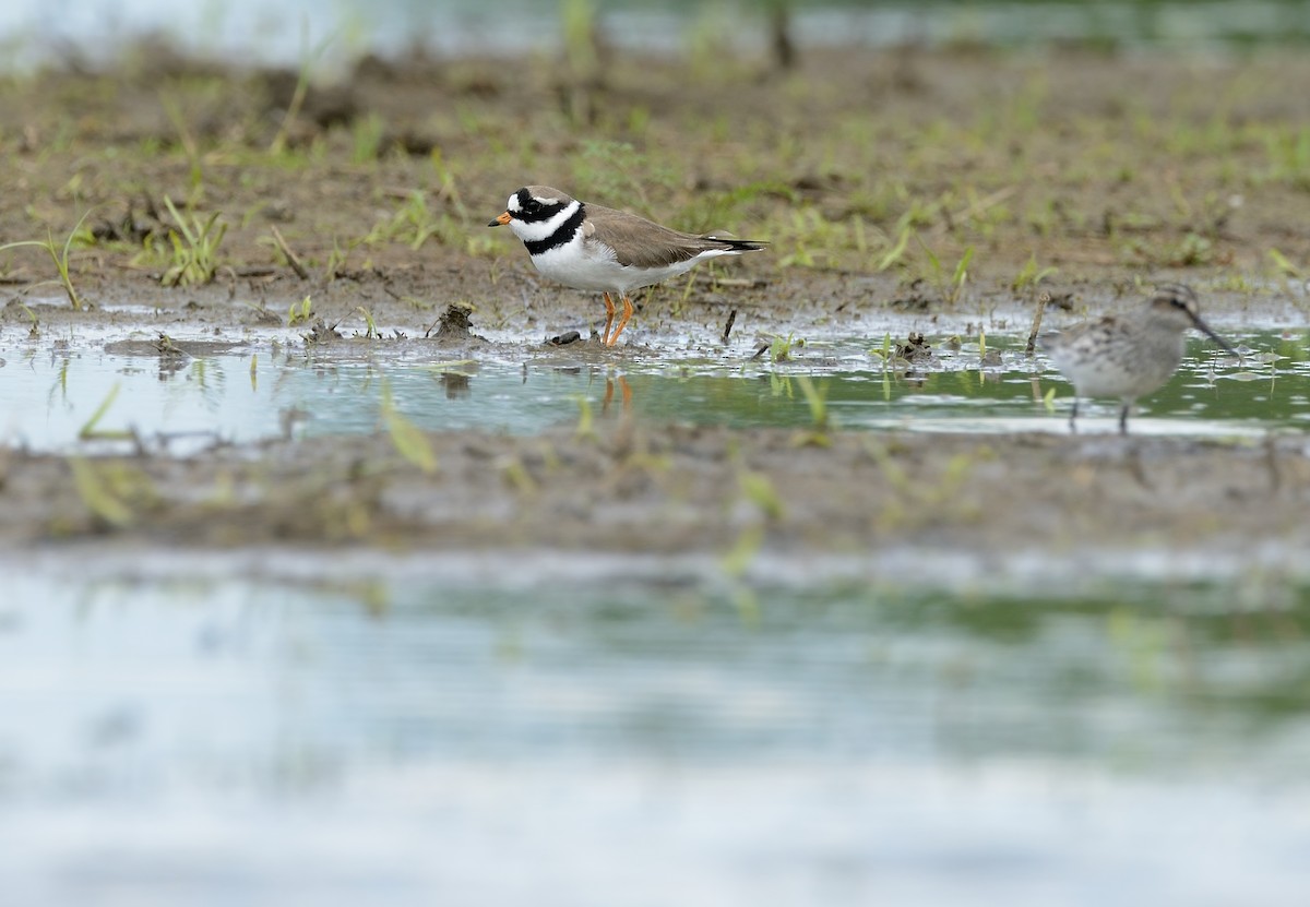 Common Ringed Plover - ML366240291
