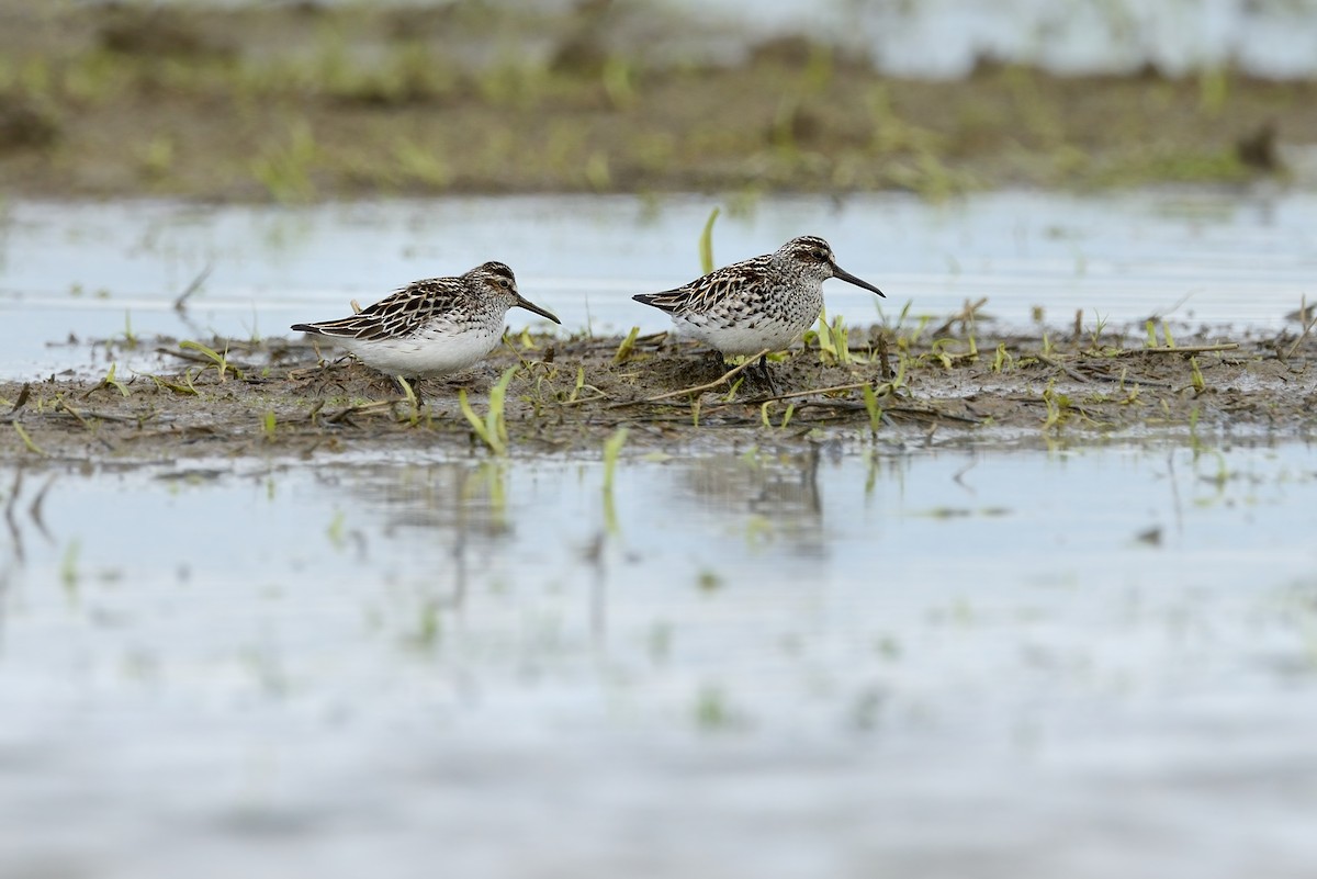 Broad-billed Sandpiper - ML366240341