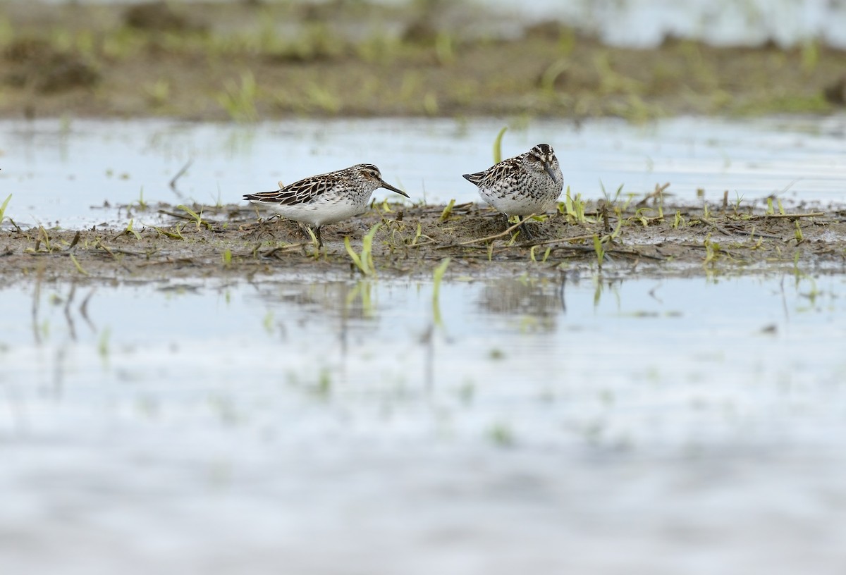 Broad-billed Sandpiper - ML366240441