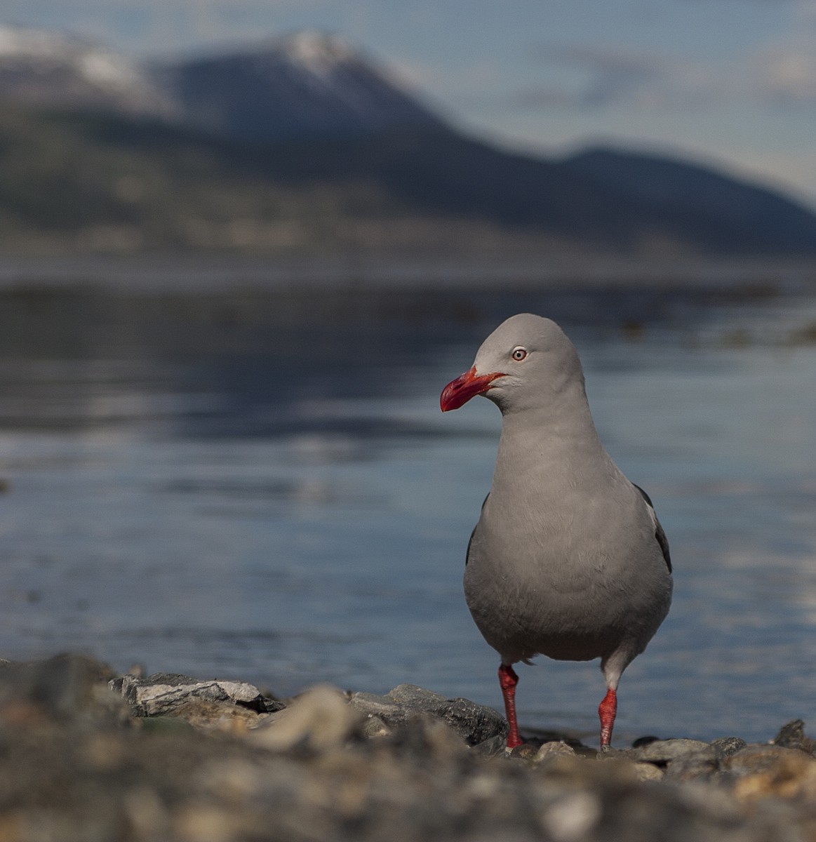 Dolphin Gull - Dominic Garcia-Hall