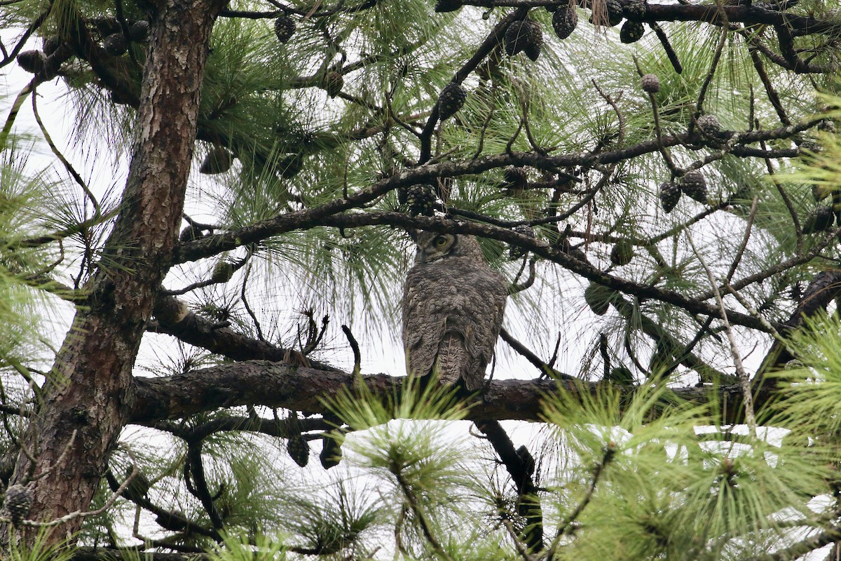 Great Horned Owl - ML366242171