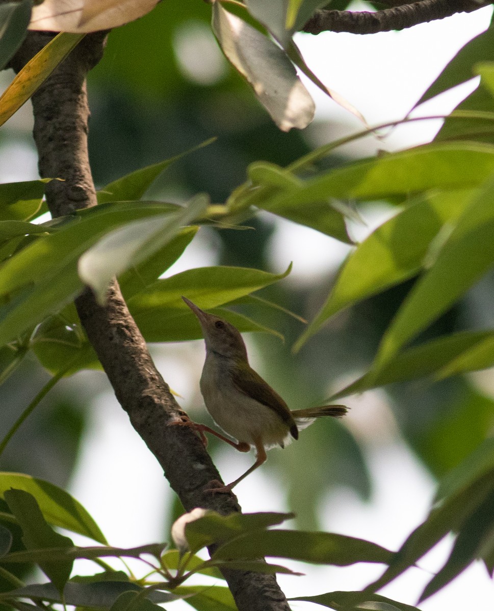 Rotstirn-Schneidervogel - ML366244571