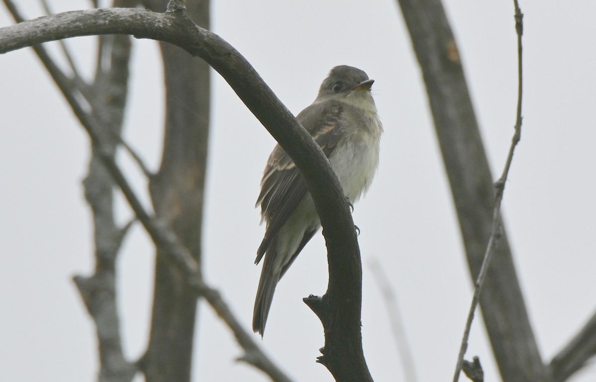 Eastern Wood-Pewee - ML366245341