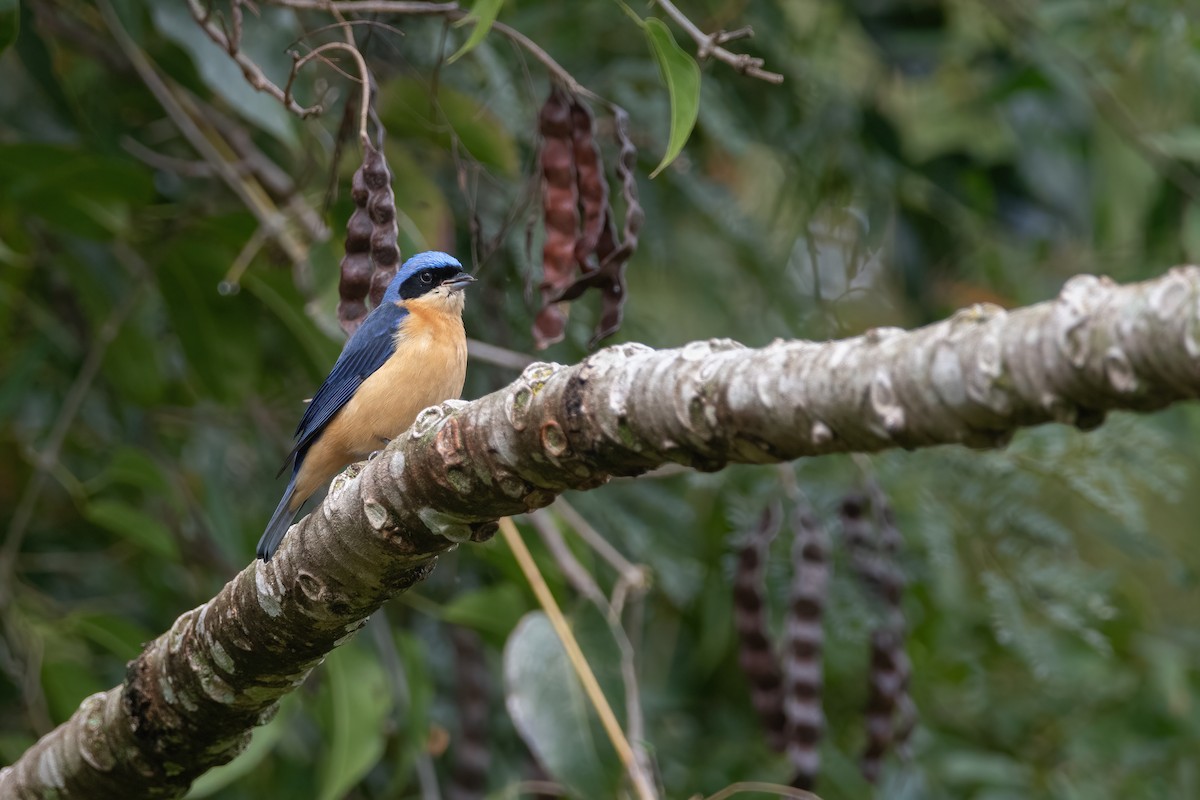 Fawn-breasted Tanager - ML366245411