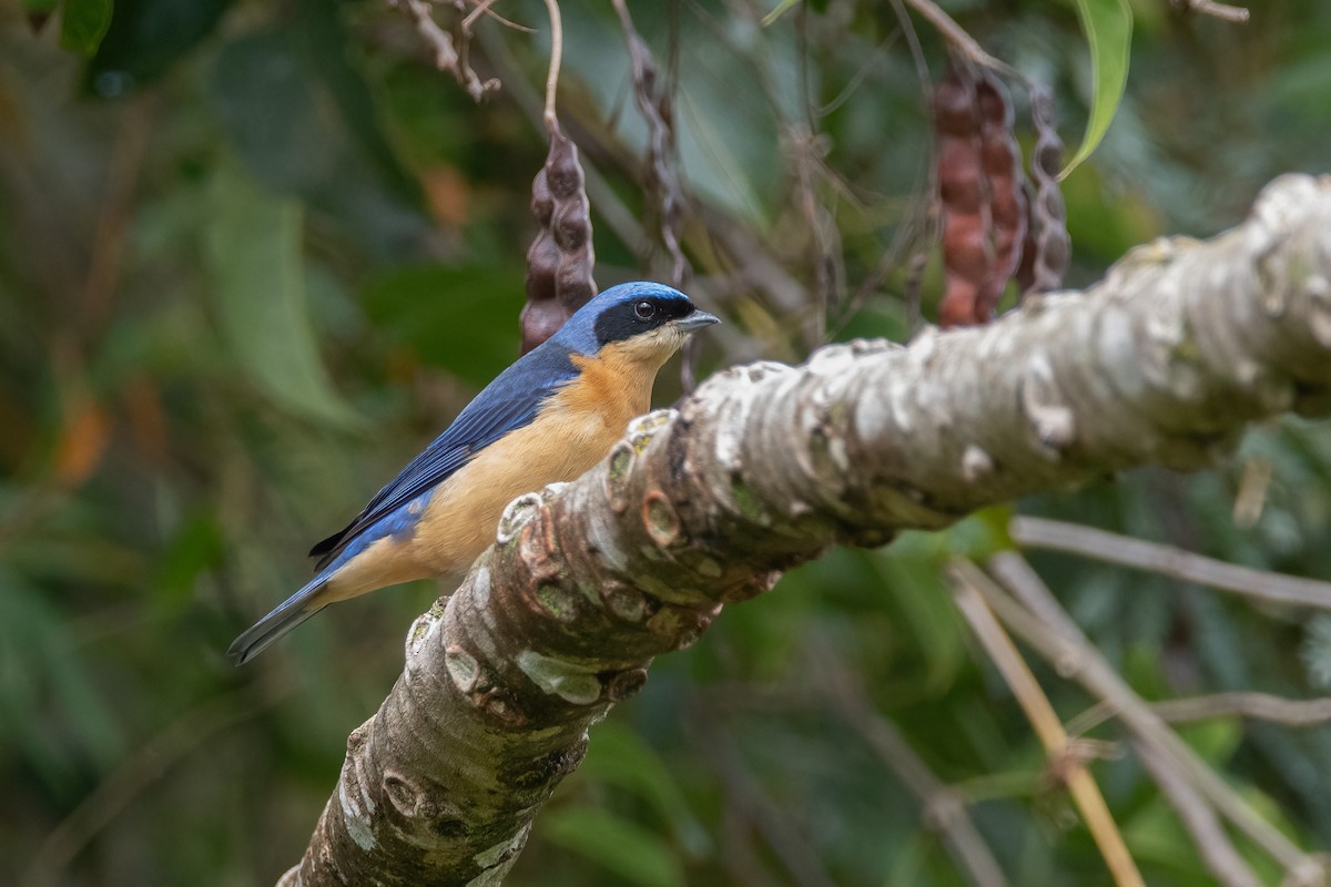 Fawn-breasted Tanager - Pablo Re