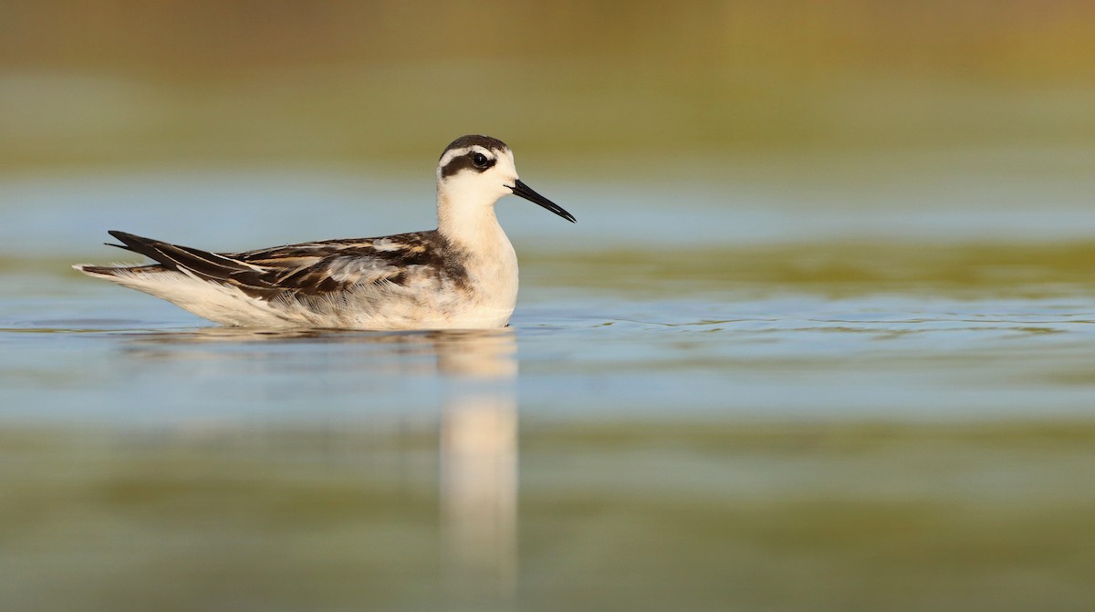 Red-necked Phalarope - Luke Seitz