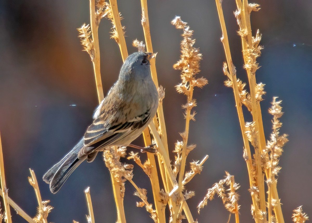 Band-tailed Seedeater - ML366251891