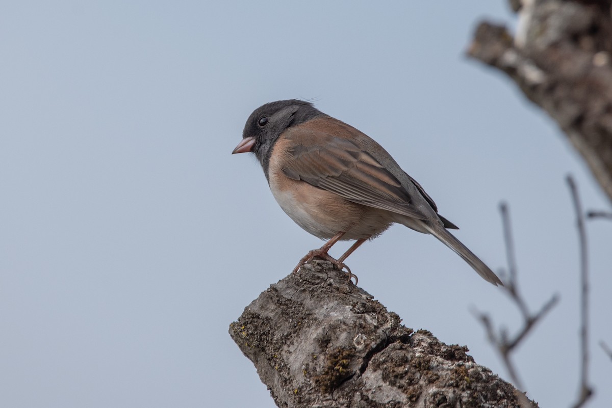 Winterammer [oreganus-Gruppe] - ML366251911