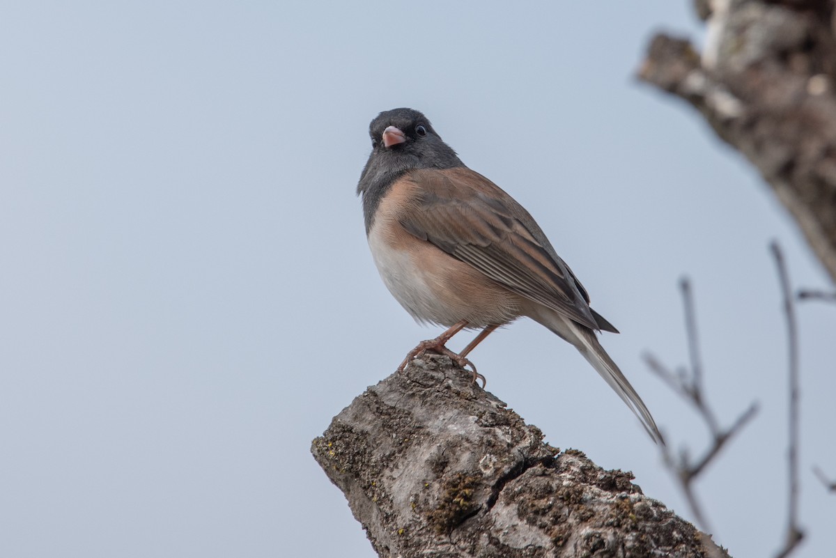 Junco Ojioscuro (grupo oreganus) - ML366251951