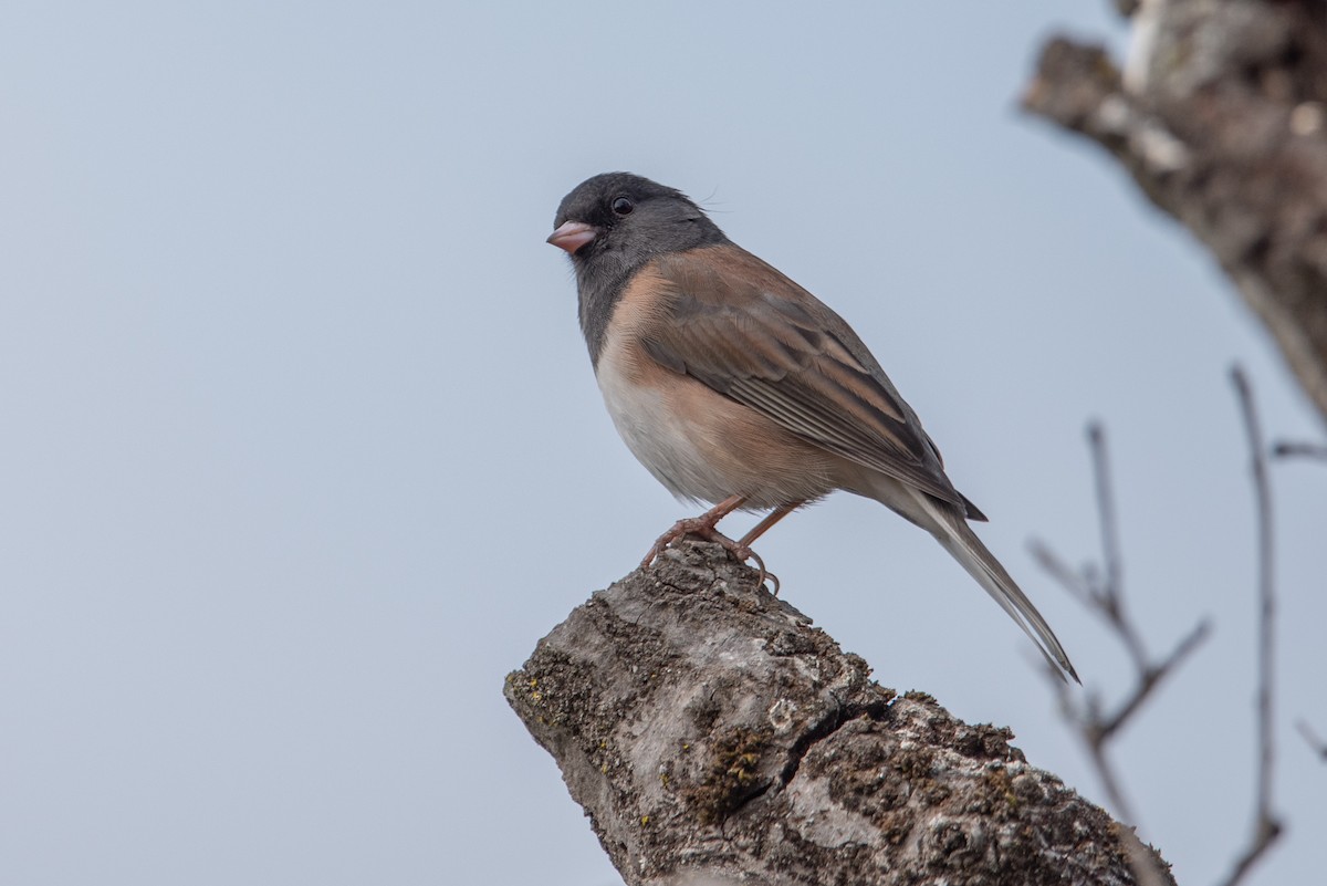 Dark-eyed Junco (Oregon) - Jing-Yi Lu