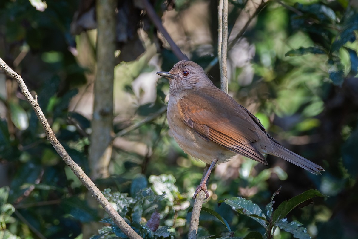 Pale-breasted Thrush - ML366253221