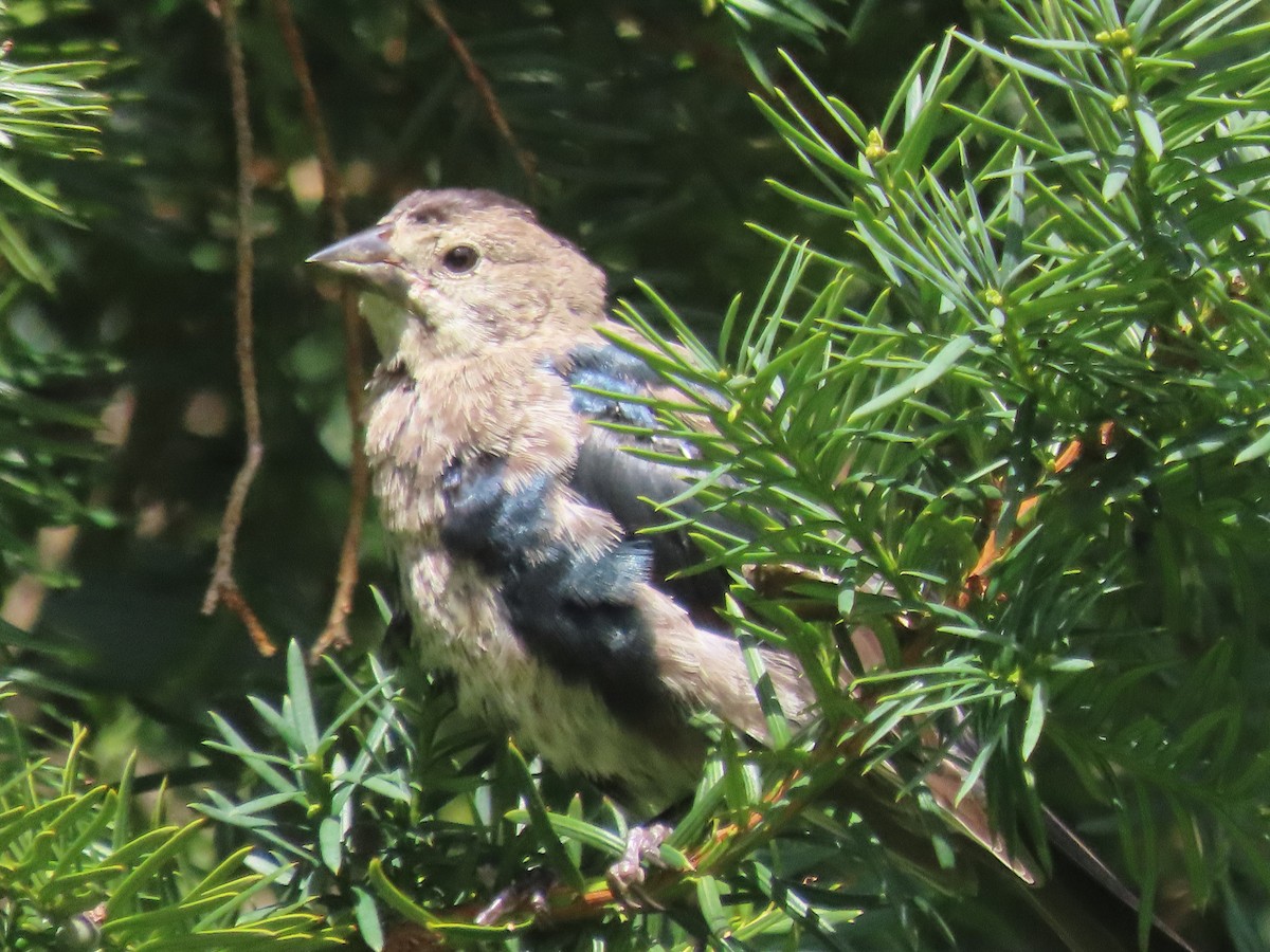 Brown-headed Cowbird - ML366253461