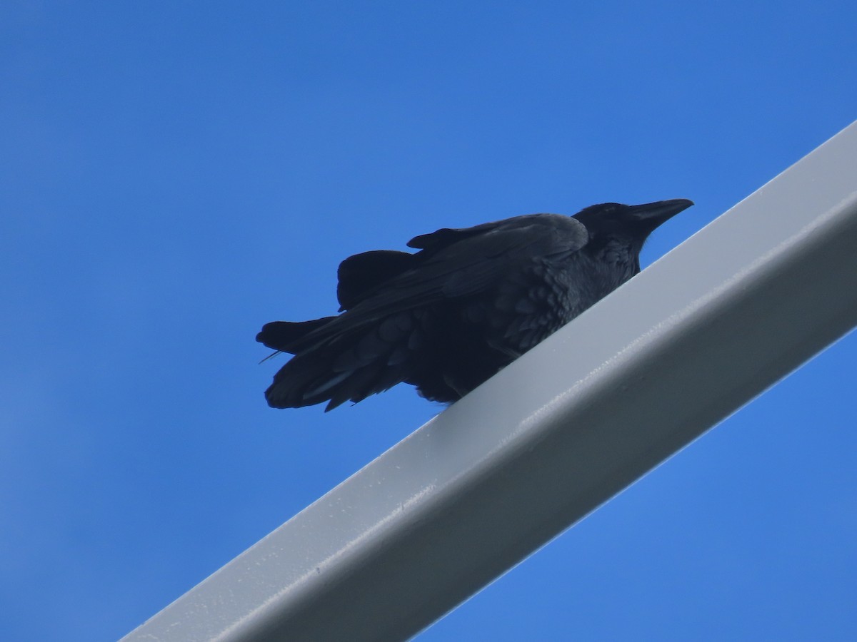 Common Raven - Sandy Morrissey