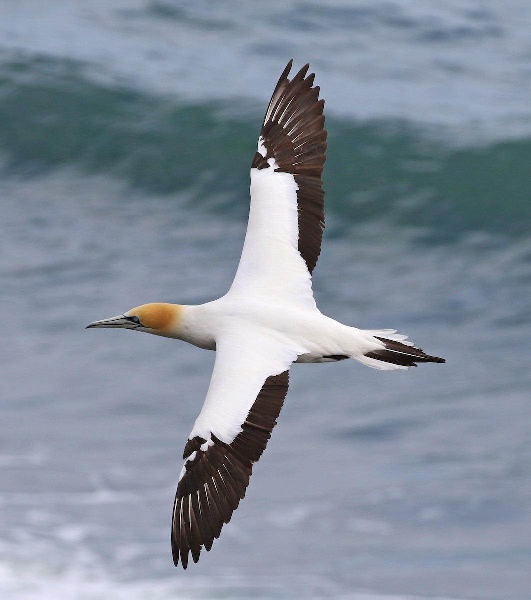 Australasian Gannet - olivia graves