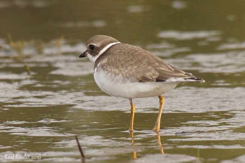 Semipalmated Plover - Réal Boulet 🦆