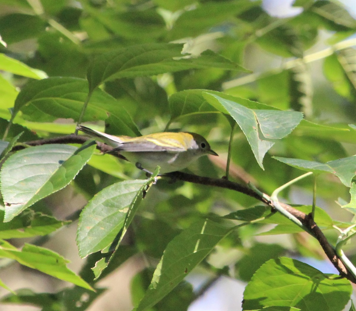 Chestnut-sided Warbler - ML366255771