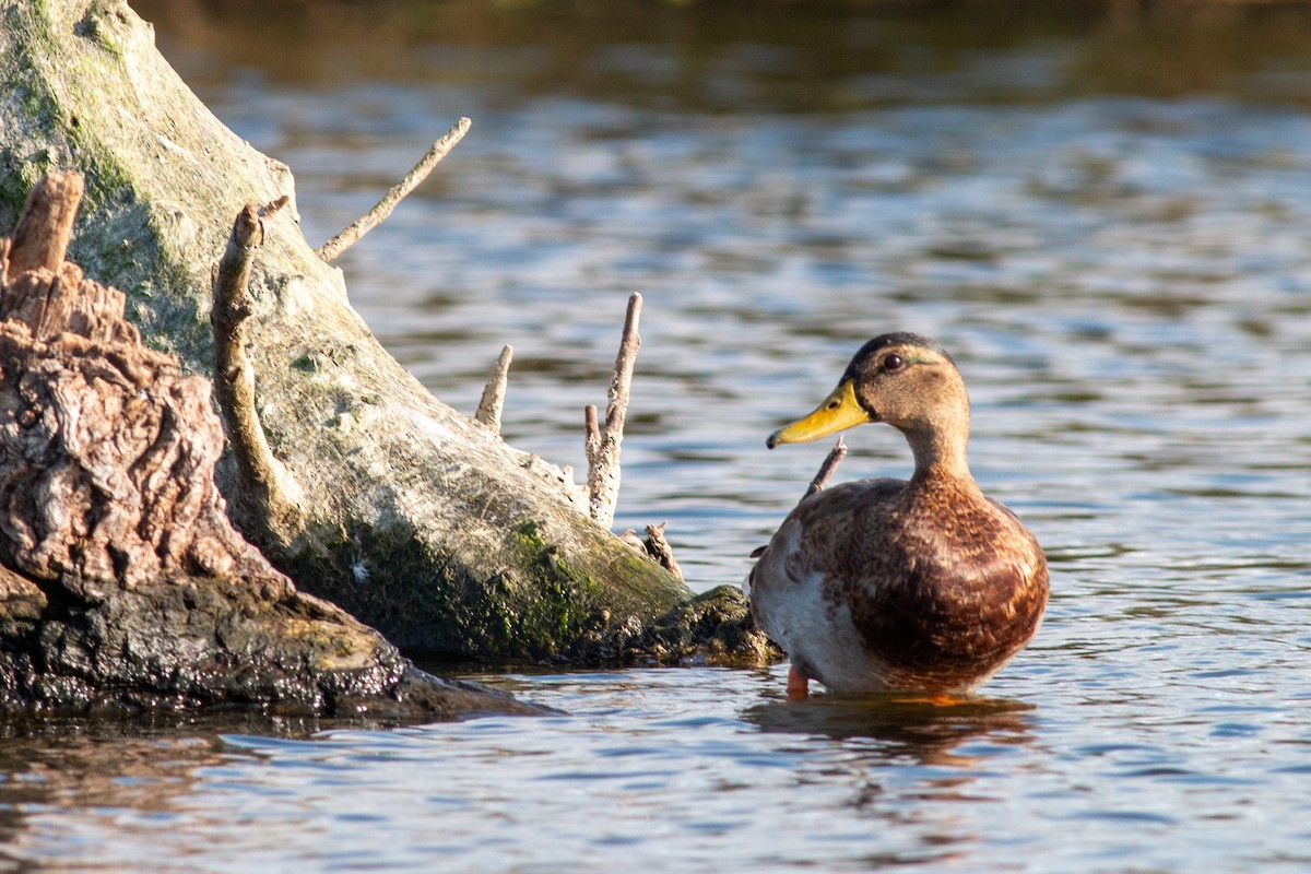 マガモ - ML366256271