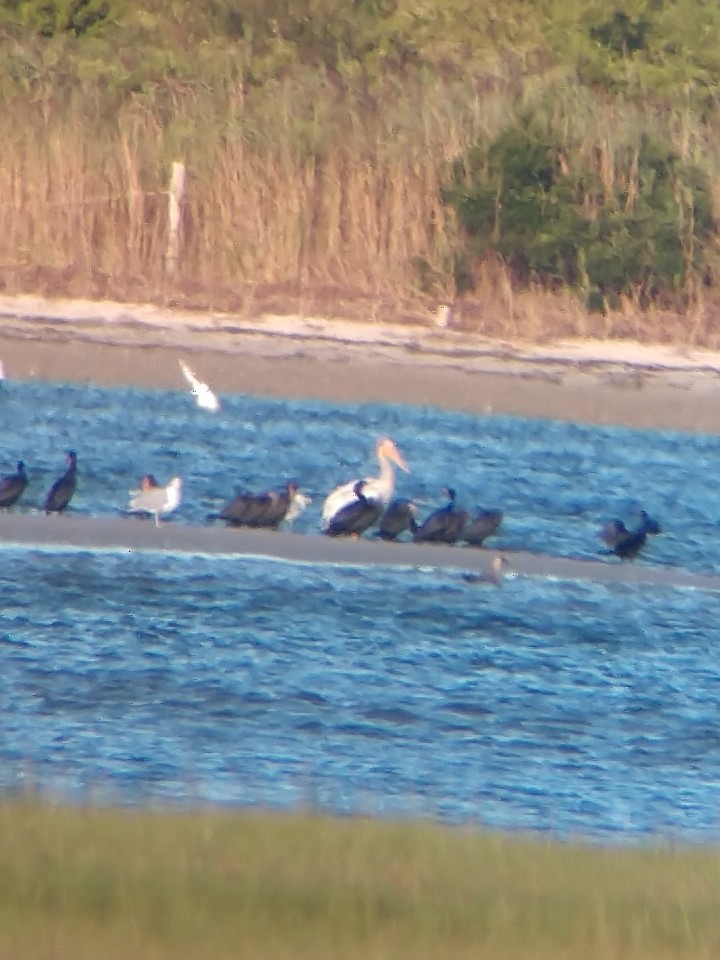 American White Pelican - ML366256311