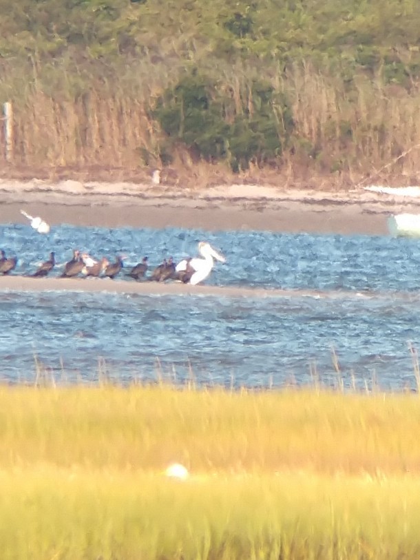 American White Pelican - ML366256601