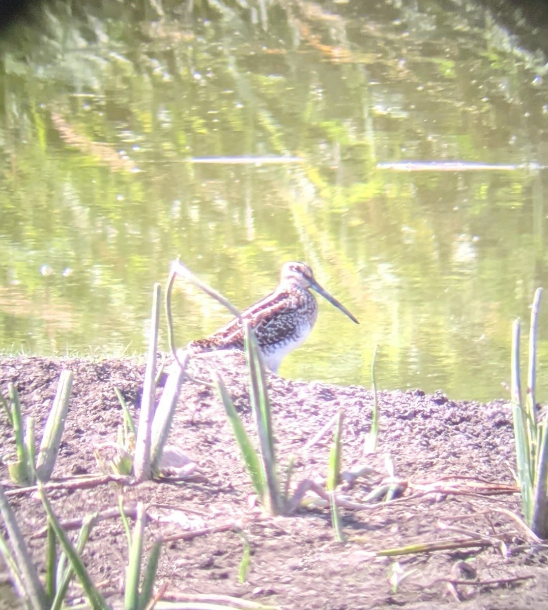 Wilson's Snipe - ML366257241