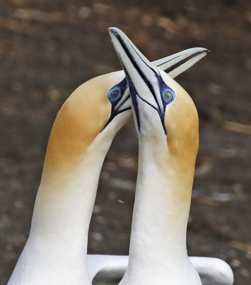 Australasian Gannet - ML36625741