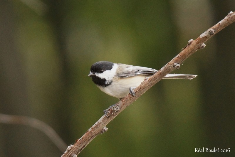 Black-capped Chickadee - ML36625821