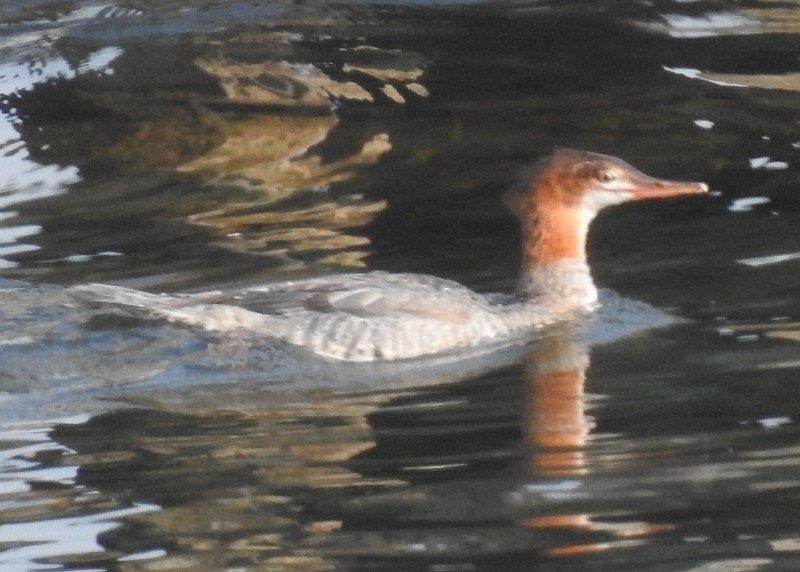 Common Merganser - ML366259161