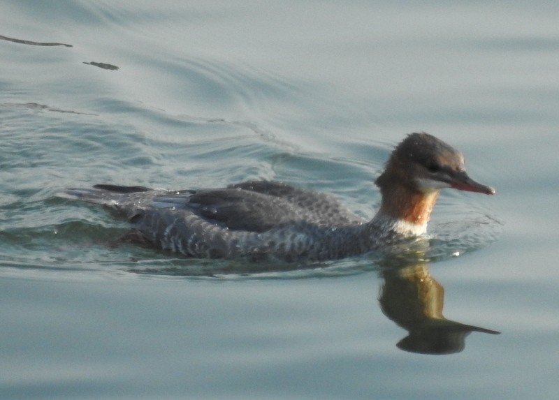 Common Merganser - ML366259171