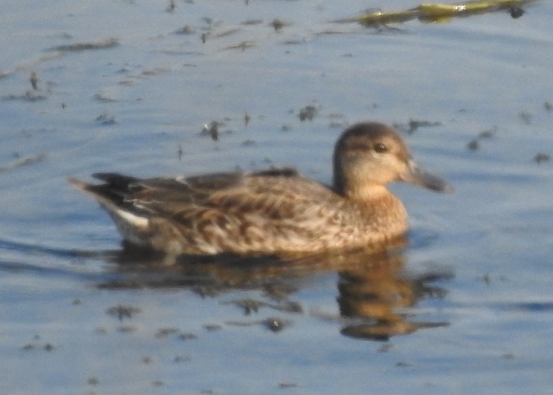 Green-winged Teal - ML366259201