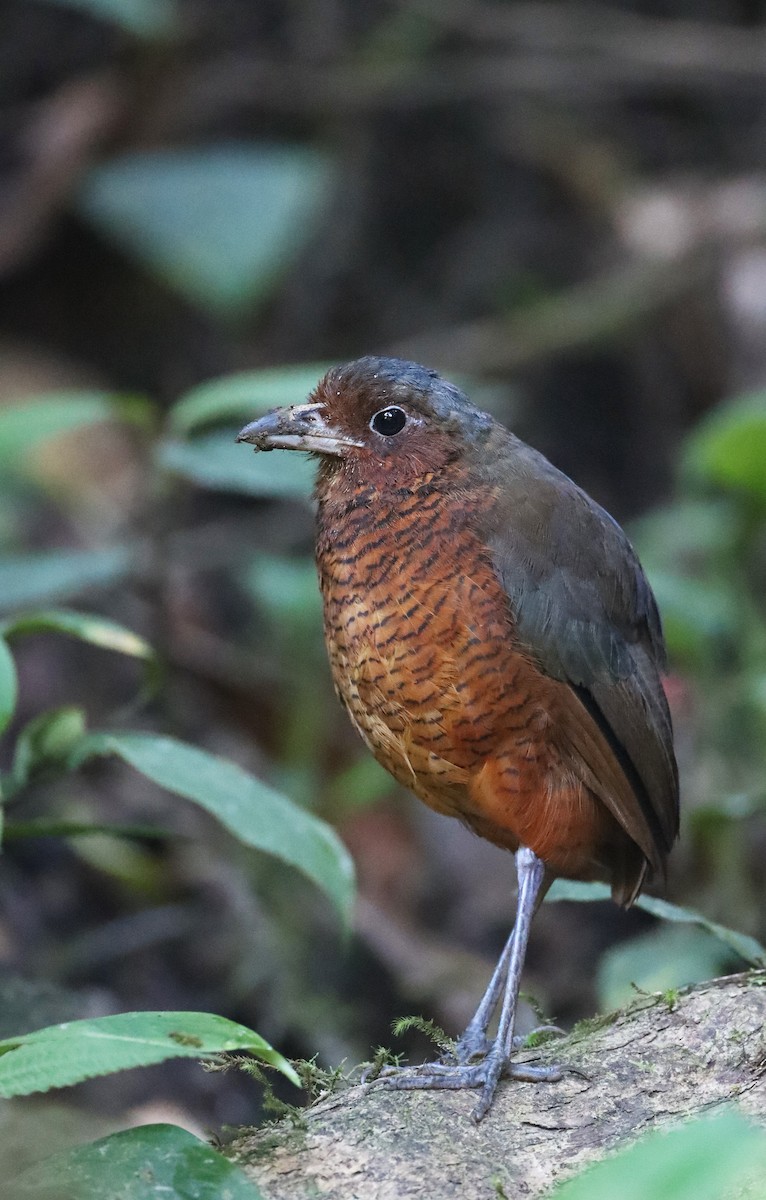 Giant Antpitta - ML366259531