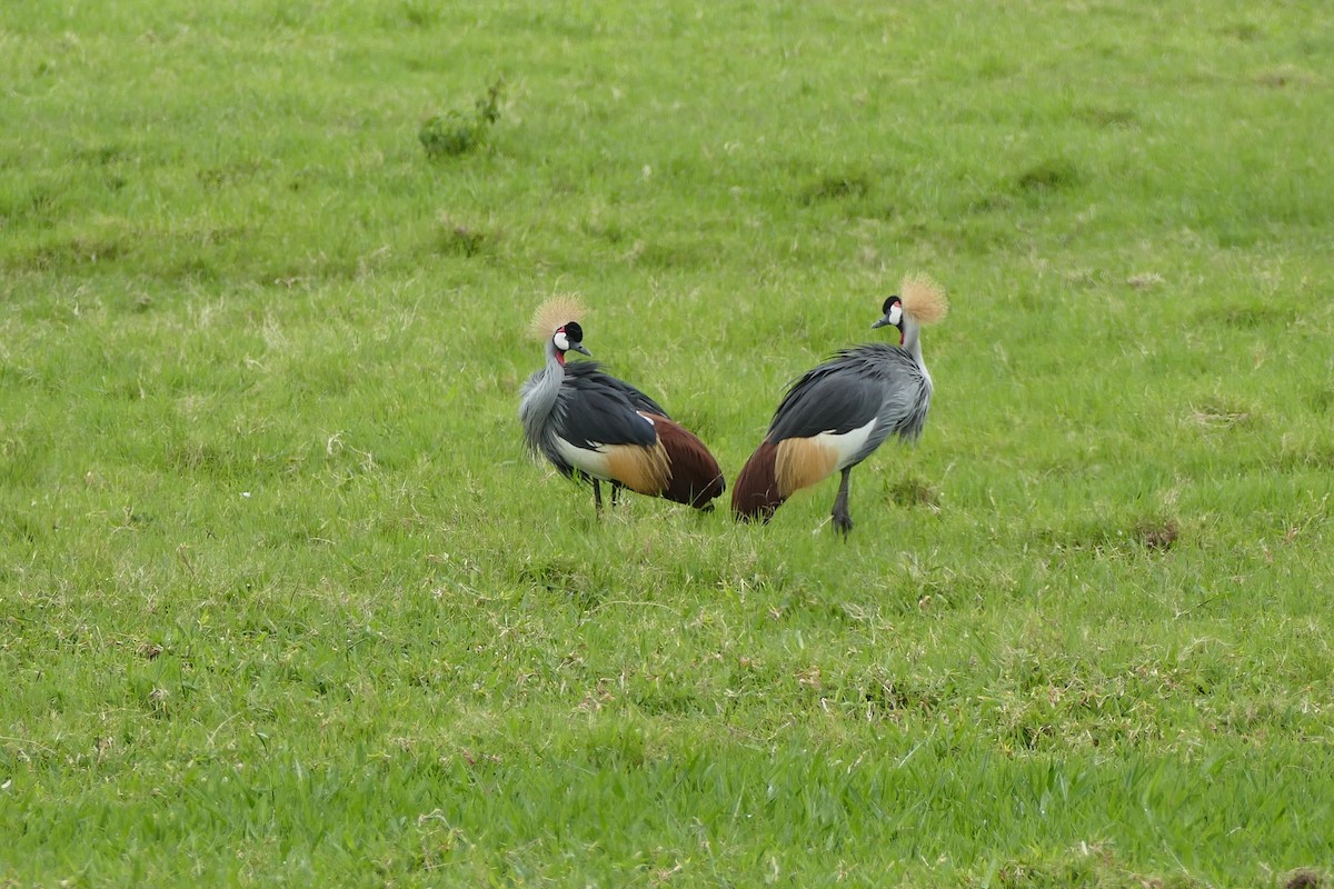 Gray Crowned-Crane - ML366260621