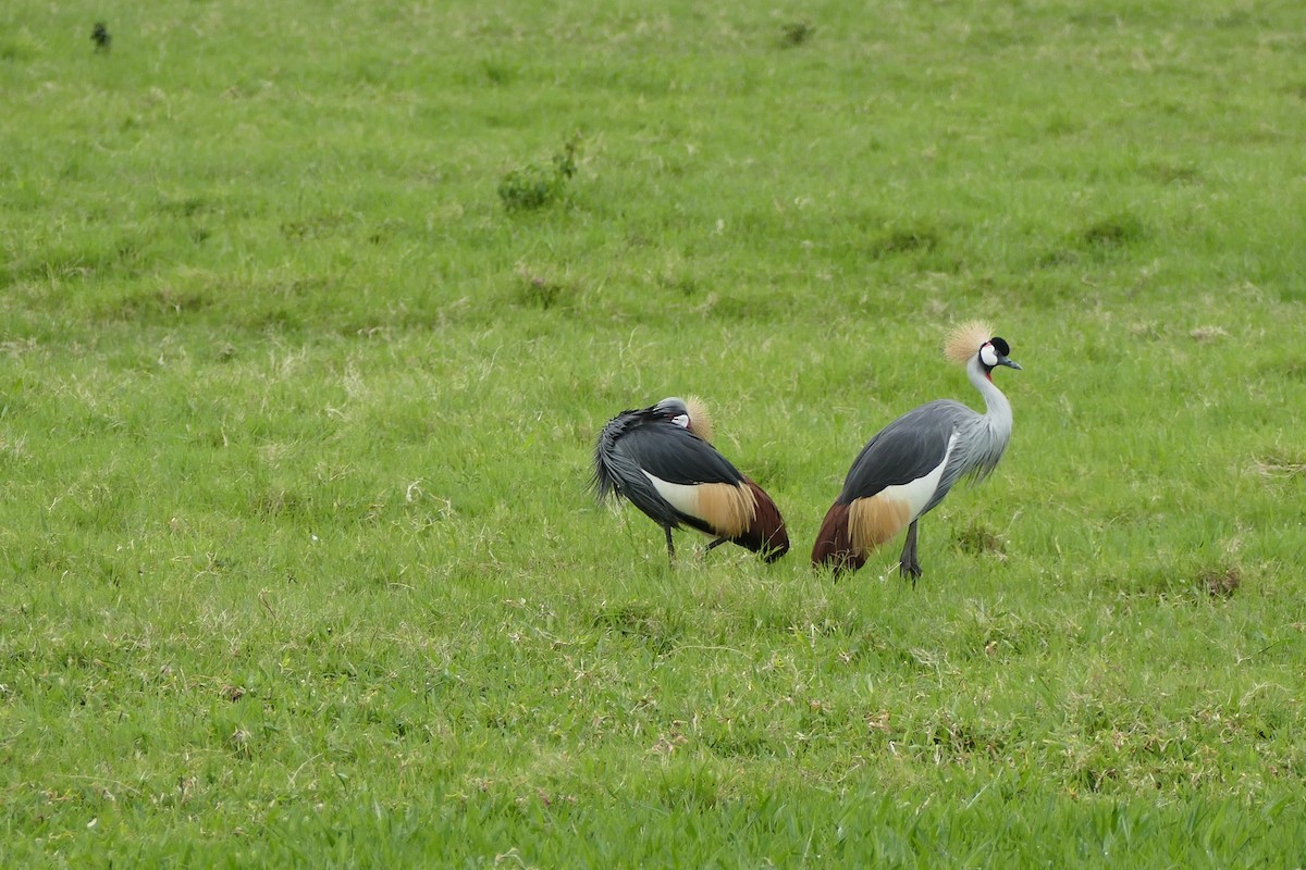 Gray Crowned-Crane - ML366260811