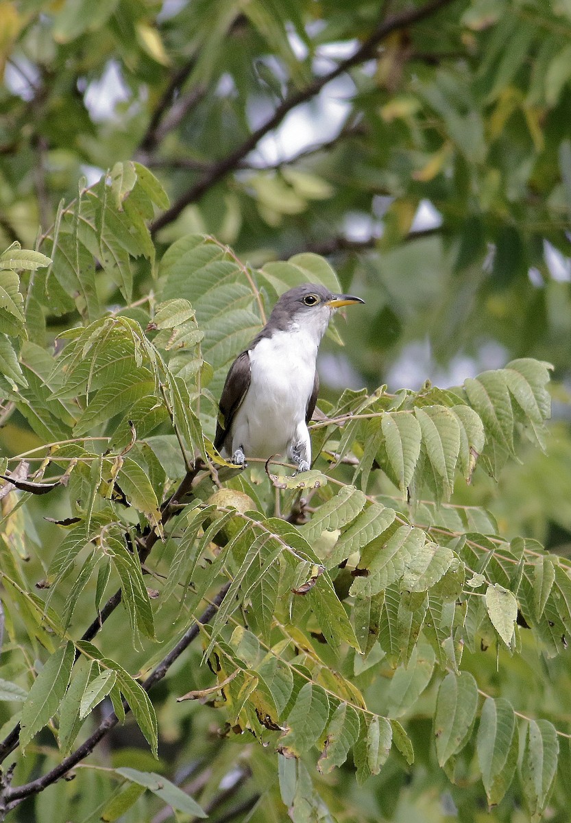 Yellow-billed Cuckoo - John  Cameron