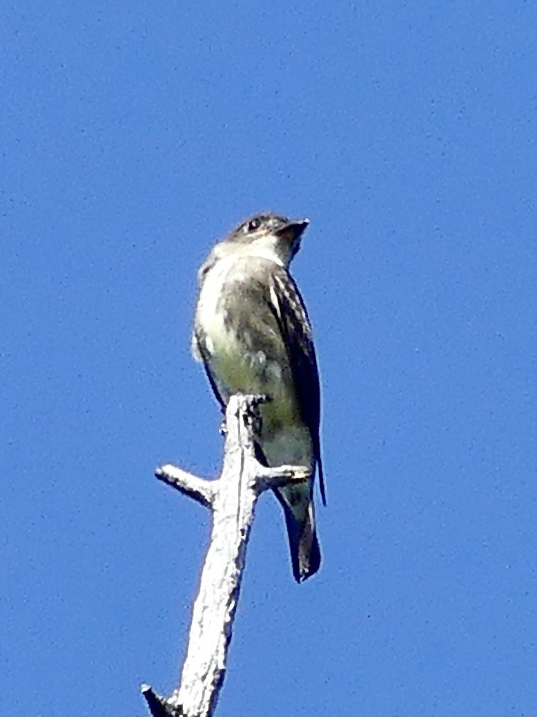 Olive-sided Flycatcher - Laura Blutstein