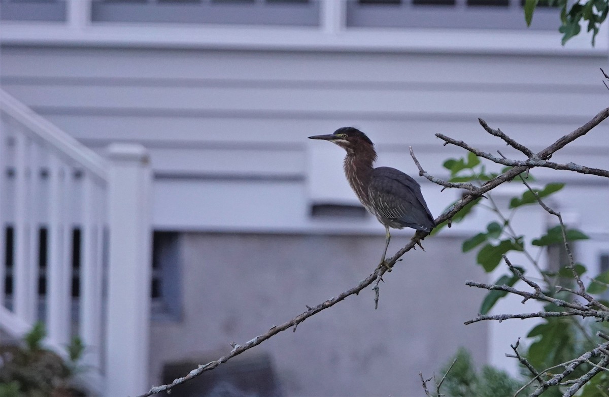 Green Heron - ML366263301