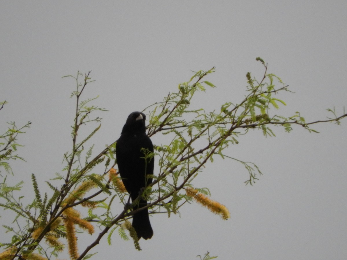 Variable Oriole - ML366263651