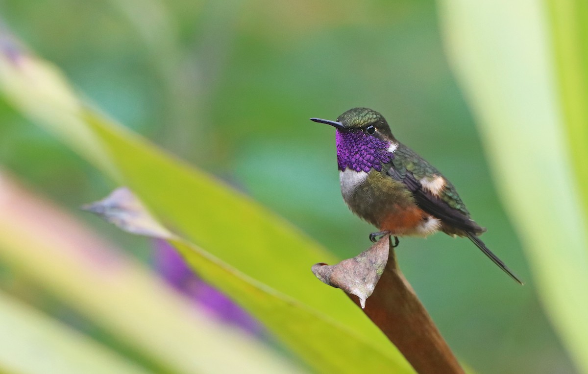 Purple-throated Woodstar - Luke Seitz