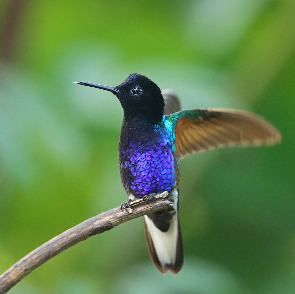 Velvet-purple Coronet - ML366264181