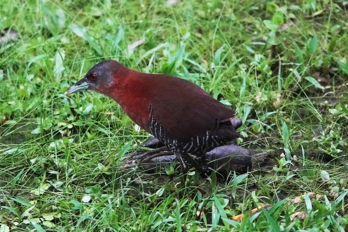 White-throated Crake (Gray-faced) - ML366264511