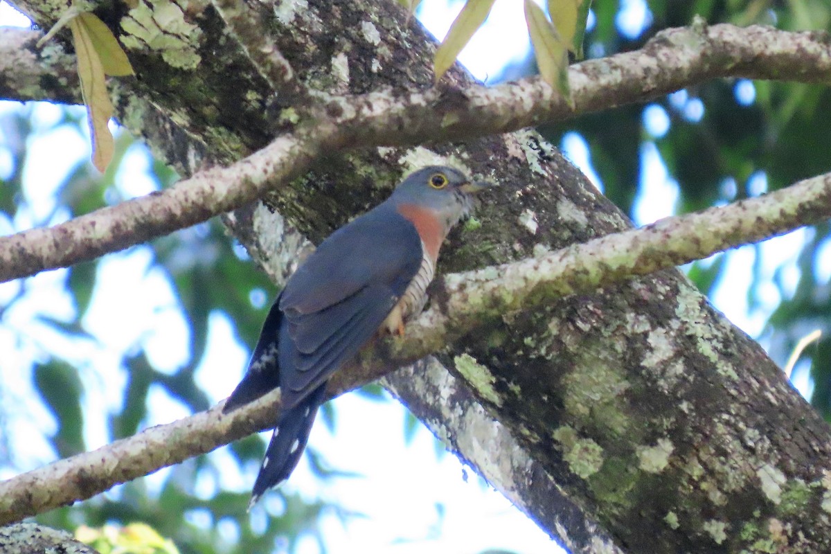 Red-chested Cuckoo - Audrey Whitlock