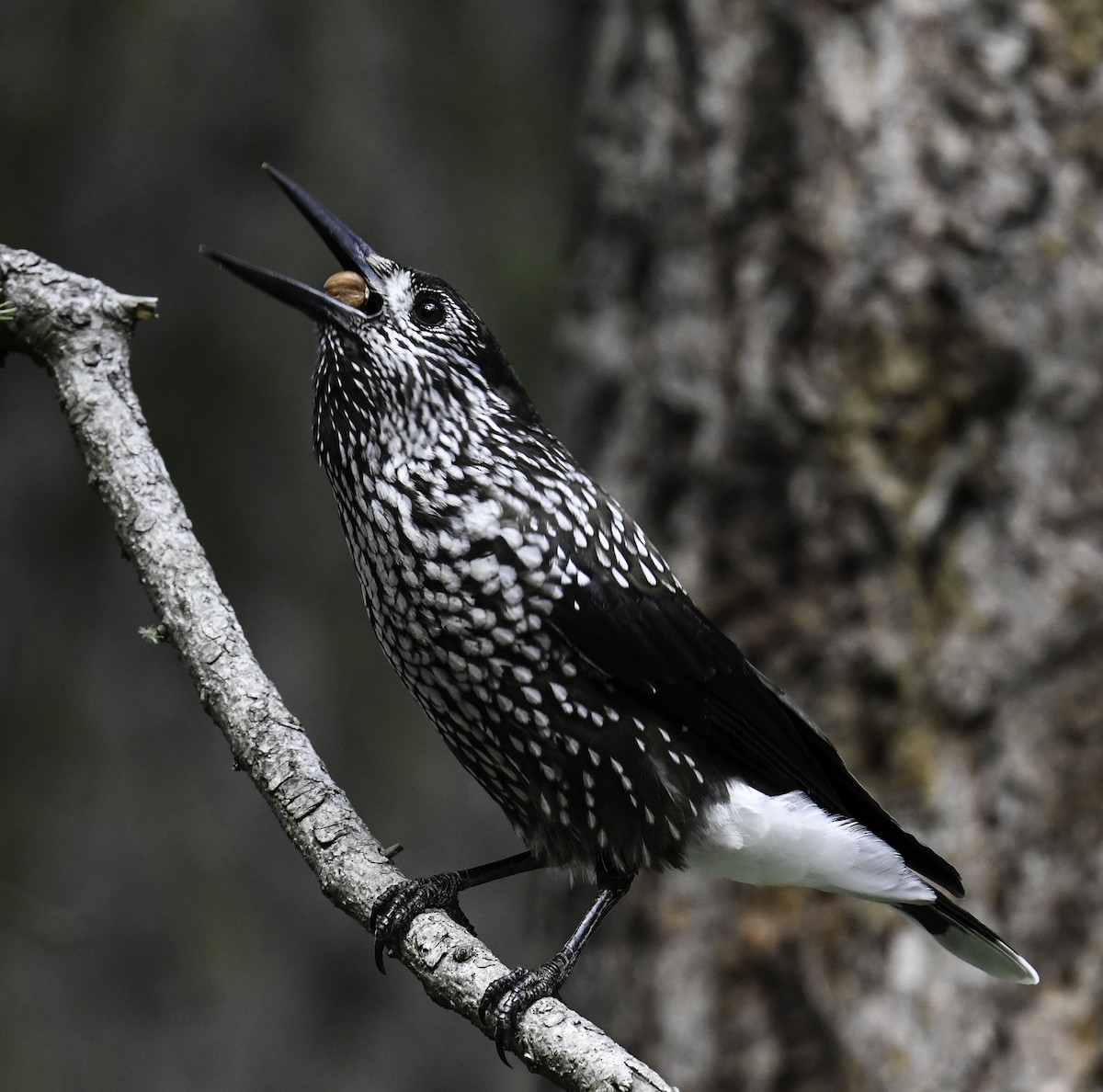 Eurasian Nutcracker - Maryse Neukomm