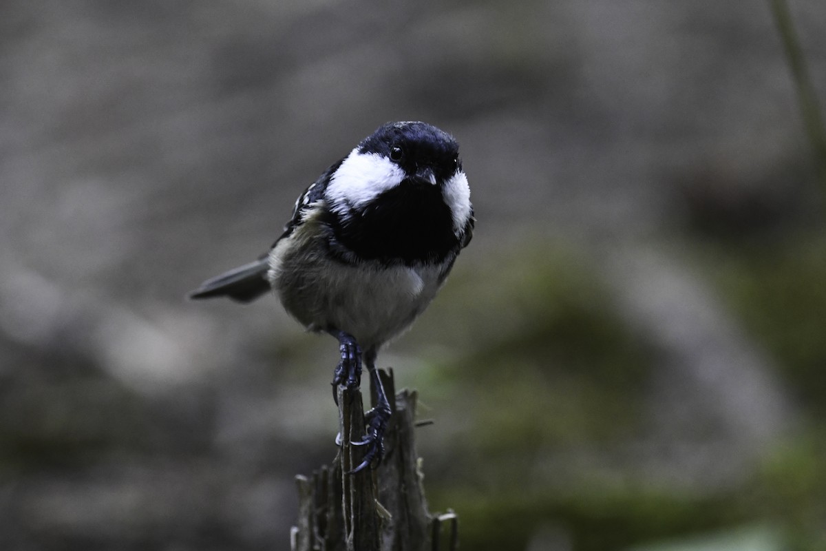 Coal Tit - Maryse Neukomm