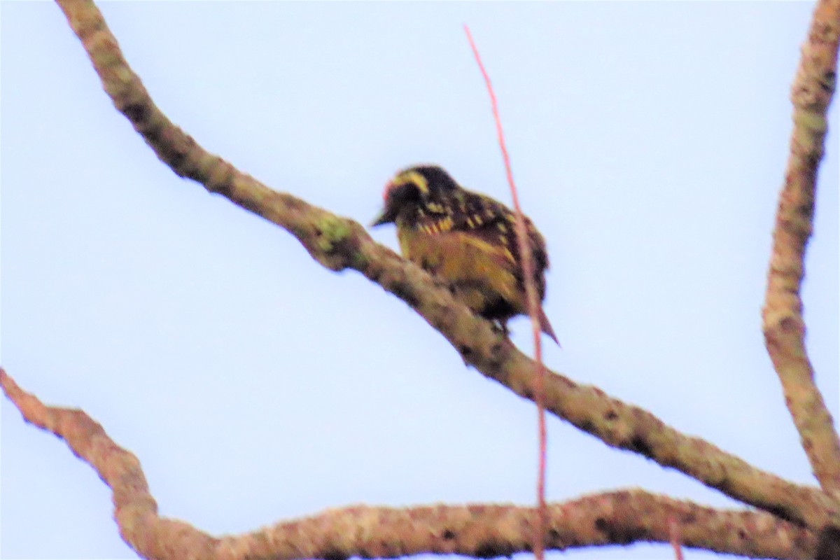 Sarı Benekli Barbet - ML366269151