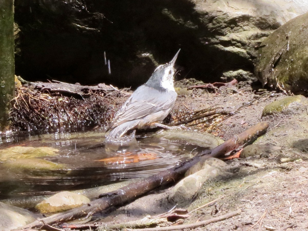 White-breasted Nuthatch - ML366269351