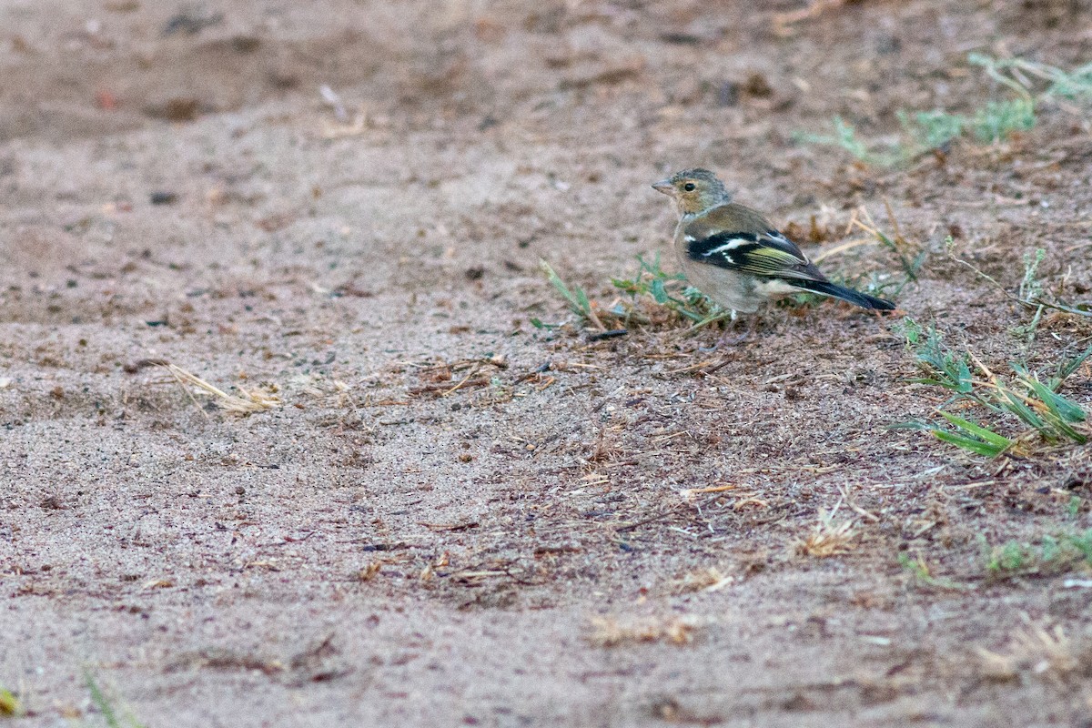 Common Chaffinch - Jakub Macháň