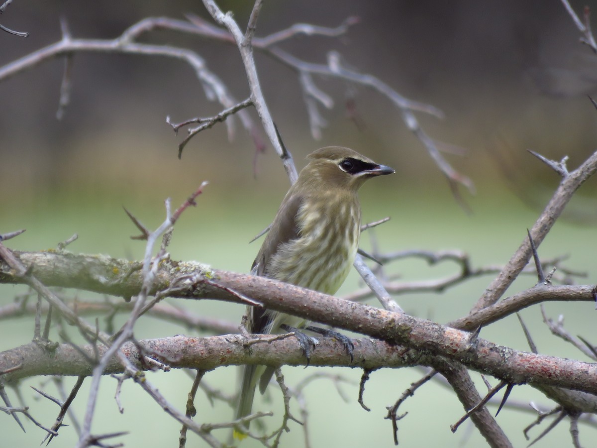 Cedar Waxwing - ML366270361