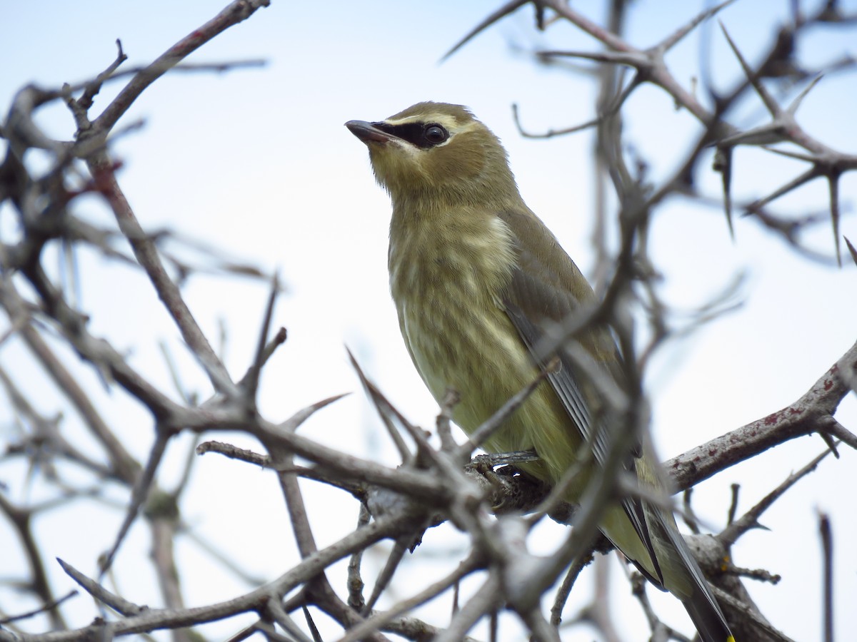 Cedar Waxwing - ML366270371