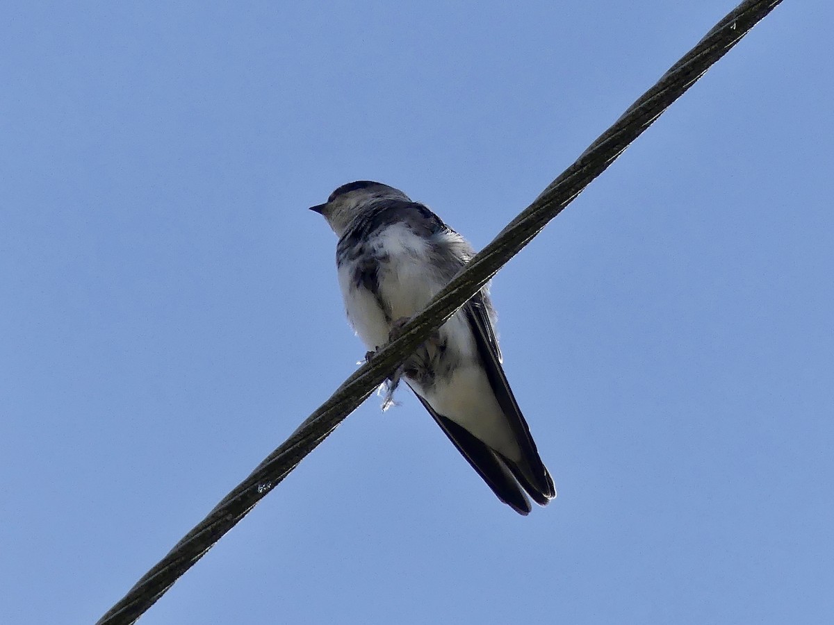 Bank Swallow - ML366271091