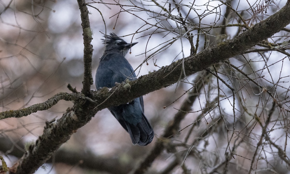 Steller's Jay - ML366271261