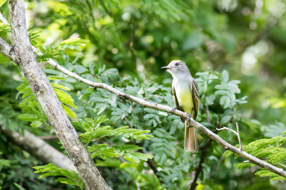 Nutting's Flycatcher - ML366271621